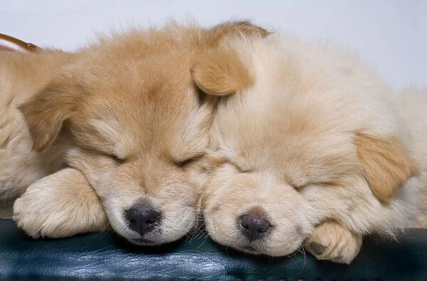 Close-up of two chow puppies sleeping