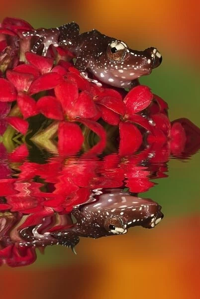 Close-up of cinnamon tree frog on red flowers