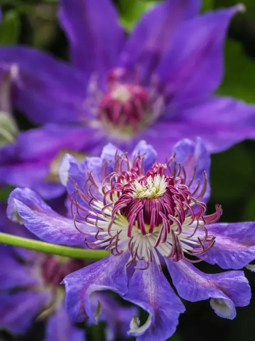 Framed Print : Close-up of a clematis blossom Framed Print : Close-up of a clematis blossom