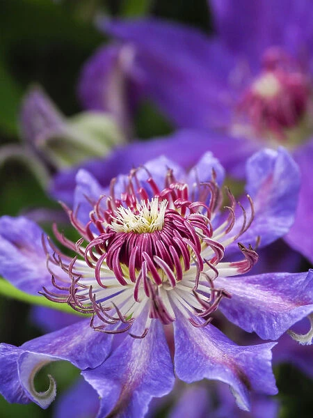 Close-up of a clematis blossom