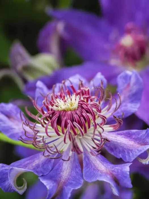 Framed Print : Close-up of a clematis blossom