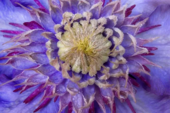 Framed Print : Close-up of clematis blossom Framed Print : Close-up of clematis blossom