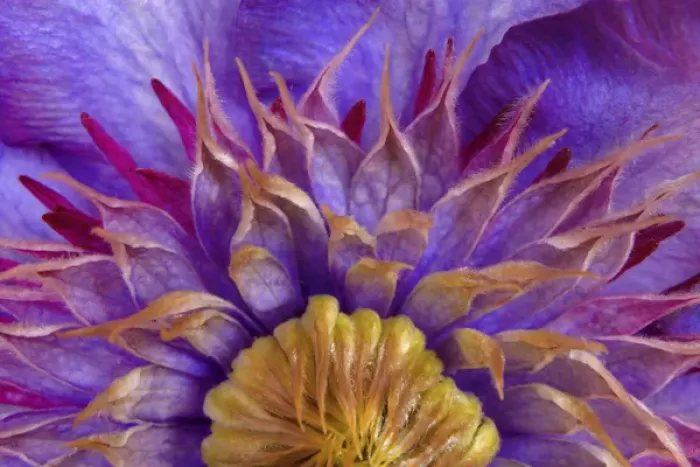 Framed Print : Close-up of part of clematis blossom. Credit as: Don Paulson / Jaynes Gallery / DanitaDelimont Framed Print : Close-up of part of clematis blossom. Credit as: Don Paulson / Jaynes Gallery / DanitaDelimont