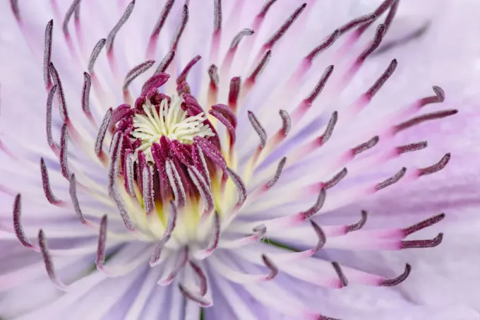 Framed Print : Close-up of clematis flower, Schreiner Iris Gardens, Salem, Oregon