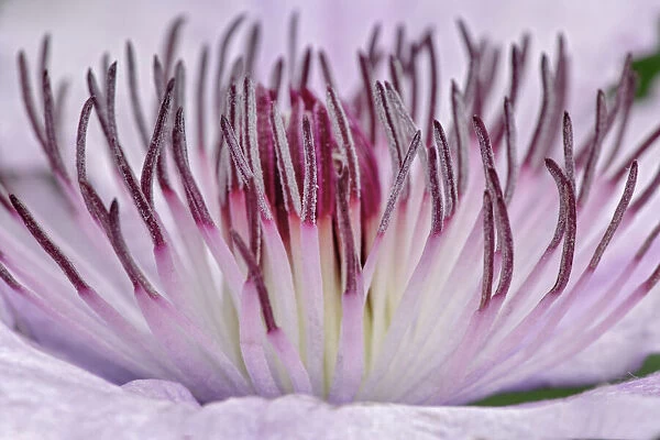 Close-up of clematis flower, Schreiner Iris Gardens, Salem, Oregon