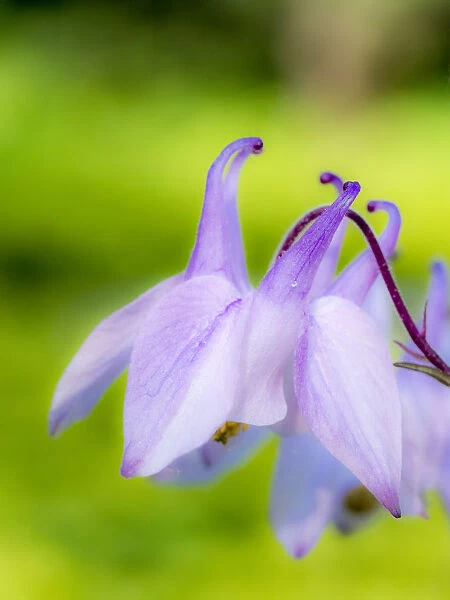 Close-up of a columbine flower, aquilegia