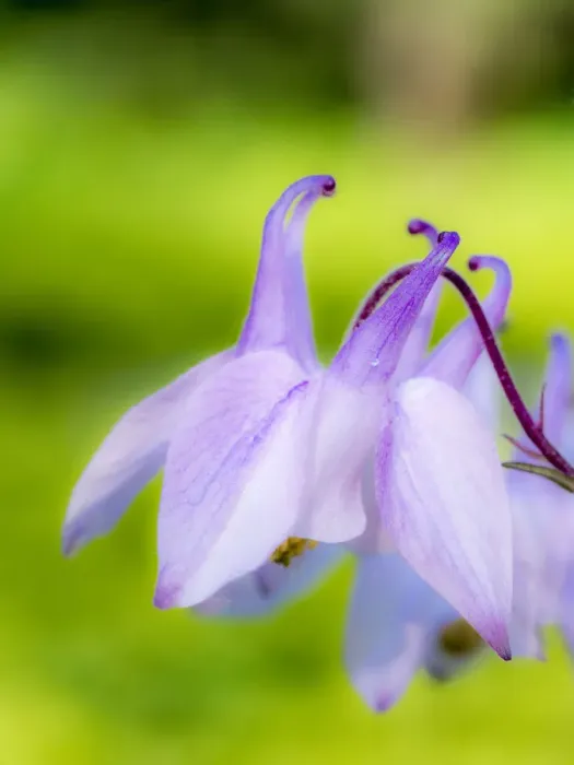 Framed Print : Close-up of a columbine flower, aquilegia Framed Print : Close-up of a columbine flower, aquilegia