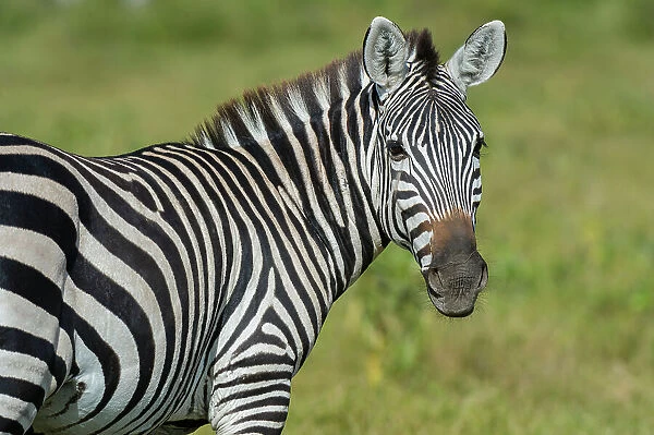 A close-up of a Common zebra, Equus quagga, at Amboseli National Park, Kenya, Africa