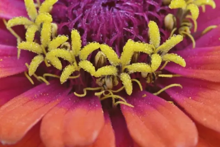 Framed Print : Close-up of Common Zinnia flower, Zinnia elegans, Rockport, Maine