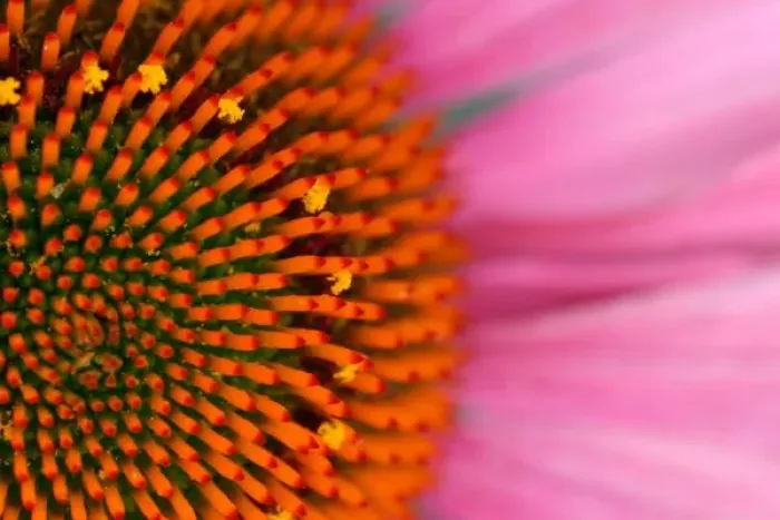 Framed Print : Close-up of a Cone Flower in the summertime, Sammamish, Washington Framed Print : Close-up of a Cone Flower in the summertime, Sammamish, Washington
