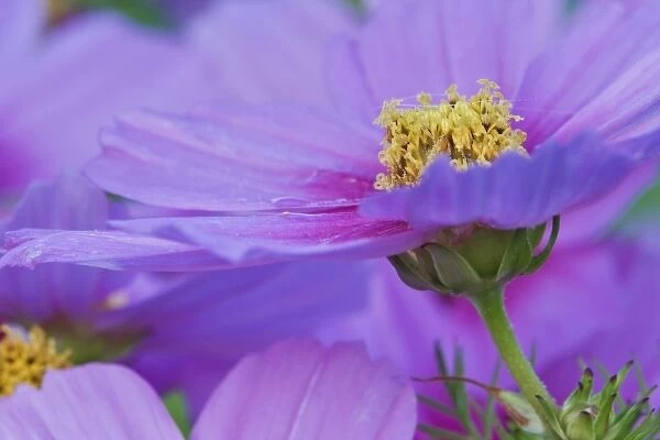 Close-up of Cosmos flowers, Cosmos bipinnatus, Maine