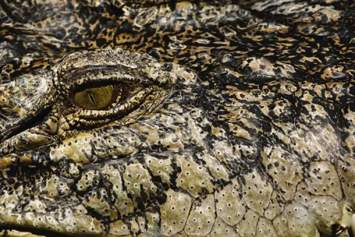 Framed Print : Close-up of Crocodile eye