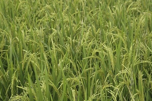 Close-up of cultivated rice in the field, near Guilin, China