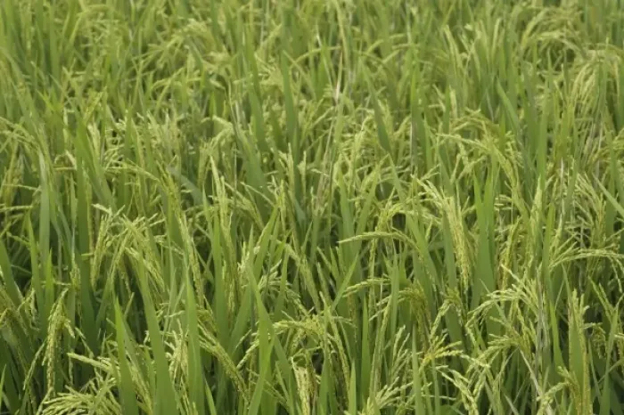 Framed Print : Close-up of cultivated rice in the field, near Guilin, China Framed Print : Close-up of cultivated rice in the field, near Guilin, China