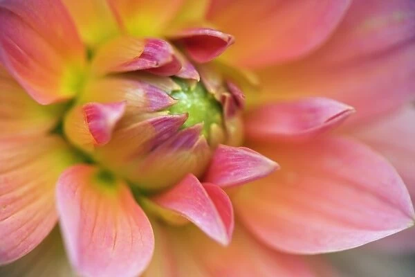 Close-up of Dahlia flower, Dahlia spp. Rockport, Maine