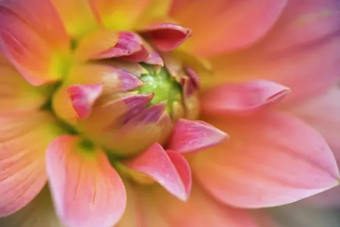 Framed Print : Close-up of Dahlia flower, Dahlia spp. Rockport, Maine Framed Print : Close-up of Dahlia flower, Dahlia spp. Rockport, Maine