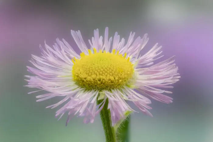 Framed Print : Close-up of Daisy fleabane, Kentucky