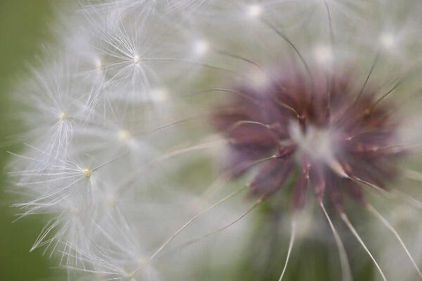 Close-up of dandelion seed head, Kentucky