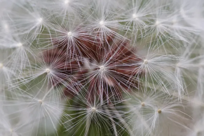 Framed Print : Close-up of dandelion seed head, Kentucky