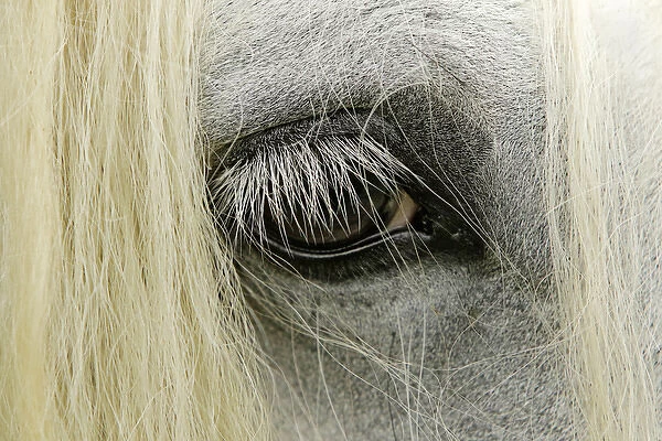 Close-up details of Gypsy Vanner horse eyeball, Crestwood, KY