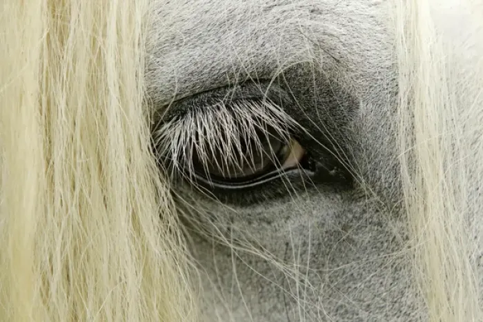 Framed Print : Close-up details of Gypsy Vanner horse eyeball, Crestwood, KY