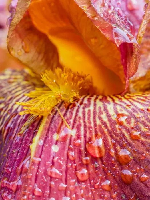 Framed Print : Close-up of dewdrops on a pink iris Framed Print : Close-up of dewdrops on a pink iris