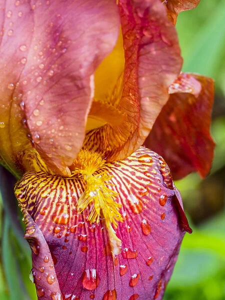 Close-up of dewdrops on a pink iris