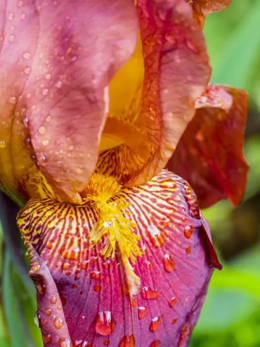 Framed Print : Close-up of dewdrops on a pink iris Framed Print : Close-up of dewdrops on a pink iris