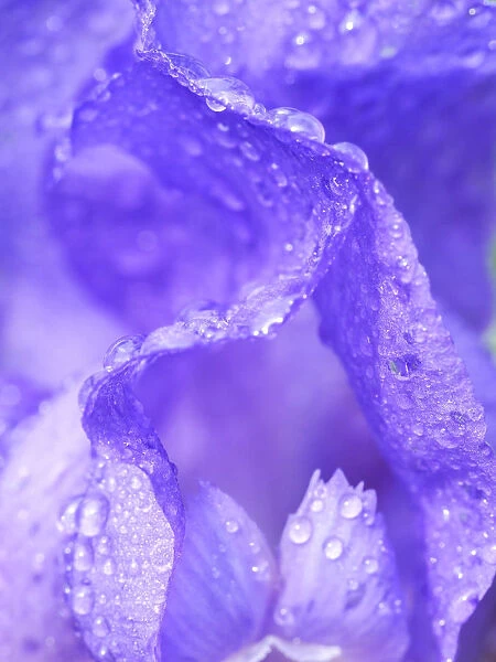Close-up of dewdrops on a purple iris