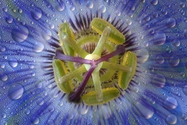 Close-up of dewy passion flower