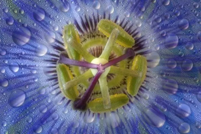 Framed Print : Close-up of dewy passion flower Framed Print : Close-up of dewy passion flower