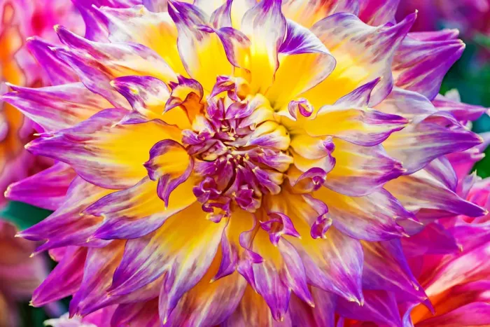 Framed Print : Close-up of dinnerplate dahlia blooming Framed Print : Close-up of dinnerplate dahlia blooming