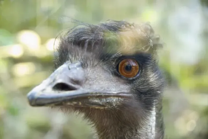 Framed Print : Close-up of an emus face, Taronga Zoo, Sydney, NSW, Australia Framed Print : Close-up of an emus face, Taronga Zoo, Sydney, NSW, Australia