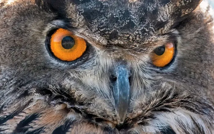 Framed Print : Close-up of Eurasian Owl, California, USA