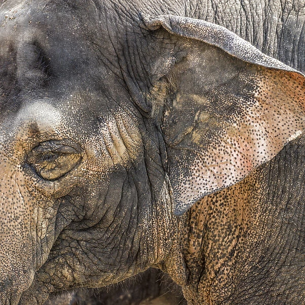 A close-up of the eye and ear of an Asian elephant at the Cincinnati Zoo
