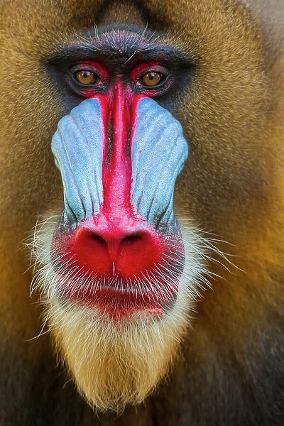 Close-up of the face of a mandrill (Mandrillus sphinx). Captive