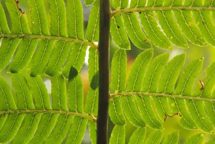 Framed Print : A close-up detail of a fern in the Babinda Boulders rainforest, an hours drive south of Cairns