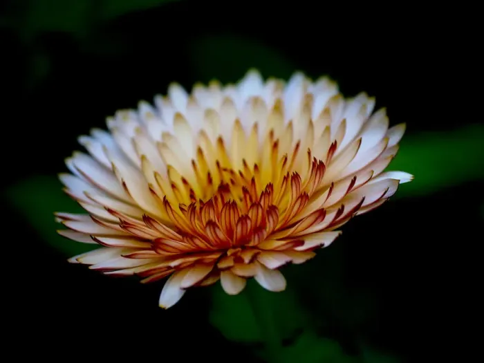 Framed Print : Close-up of a flower