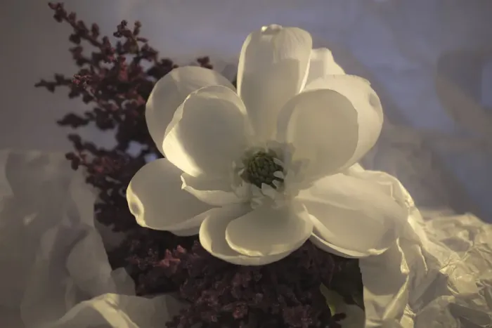 Framed Print : Close-up of flower