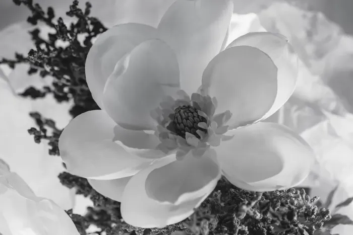 Framed Print : Close-up of flower Framed Print : Close-up of flower