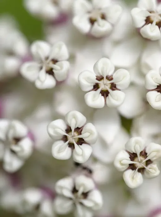 Framed Print : Close-up of flower heads before opening (redring milkweed, white-flowered milkweed Framed Print : Close-up of flower heads before opening (redring milkweed, white-flowered milkweed