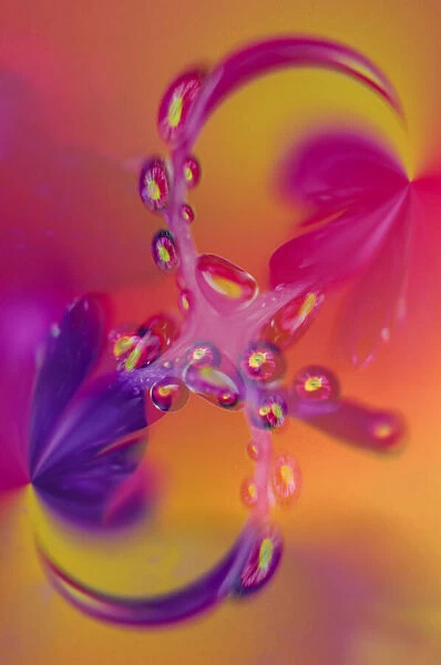 Close-up of flower reflected in waterdrop