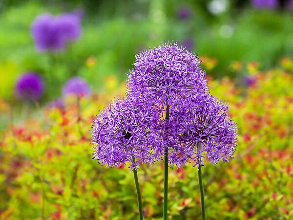 Close-up of flowering bulbous perennial purple Allium flowers