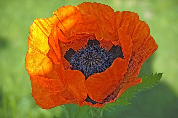 Close-up of a flowering orange poppy plant