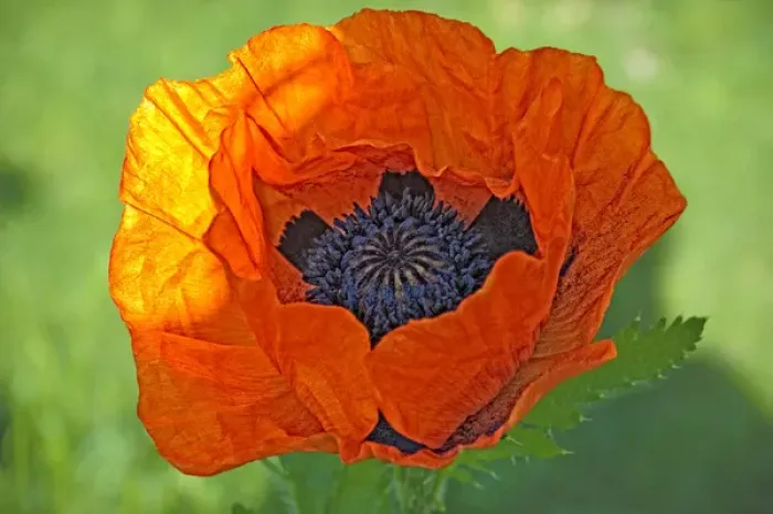 Framed Print : Close-up of a flowering orange poppy plant Framed Print : Close-up of a flowering orange poppy plant