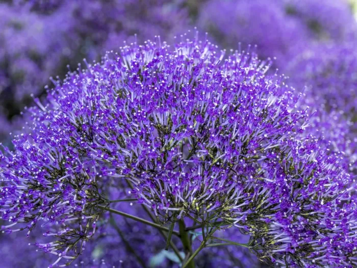 Framed Print : Close-up of flowering purple throatwort, Trachelium caeruleum Devotion Purple in bloom Framed Print : Close-up of flowering purple throatwort, Trachelium caeruleum Devotion Purple in bloom