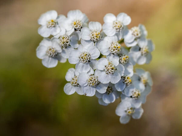 Close-up of the flowering yarrow, Achillea