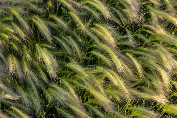 Framed Print : Close-up of foxtail barley in Medicine Lake National Wildlife Refuge, Montana, USA Framed Print : Close-up of foxtail barley in Medicine Lake National Wildlife Refuge, Montana, USA