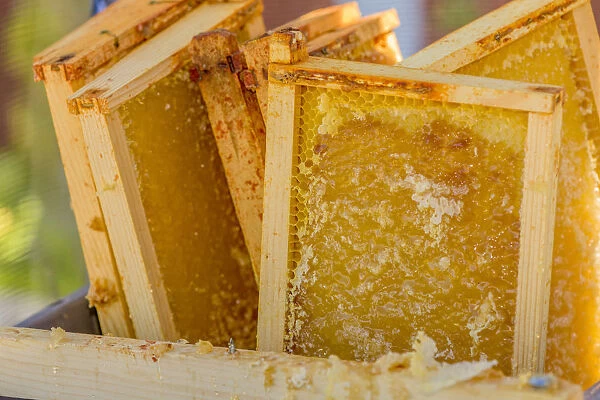 Close-up of frames of uncapped honey in a tub, waiting to be put into a honey extractor