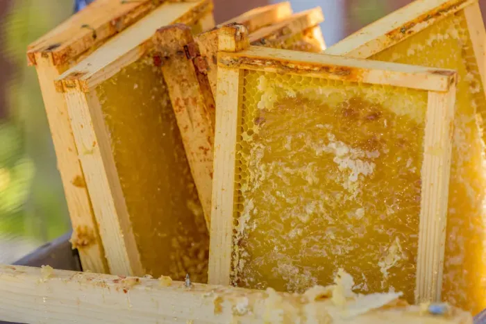 Framed Print : Close-up of frames of uncapped honey in a tub, waiting to be put into a honey extractor Framed Print : Close-up of frames of uncapped honey in a tub, waiting to be put into a honey extractor